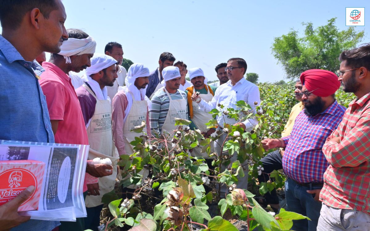 COTTON AGRICULTURE