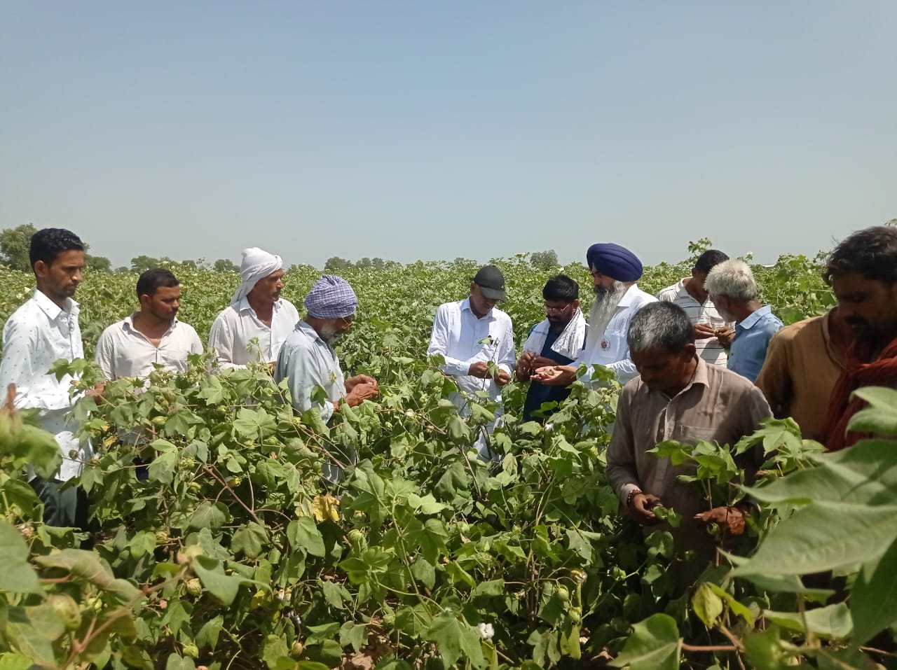 cotton Crop